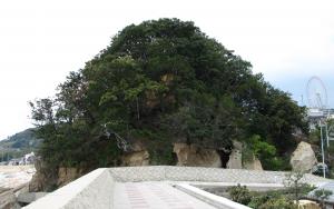 大和島のイブキ群落