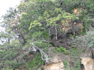 大和島のイブキ群落 一部拡大