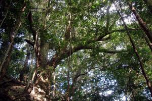 常隆寺のスダジイ