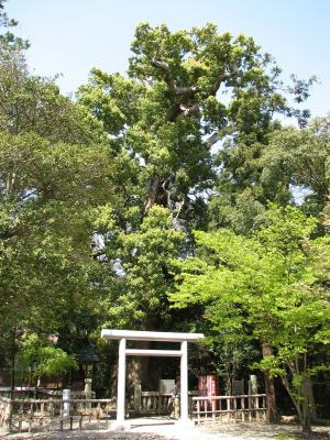 伊弉諾神宮夫婦クスの写真