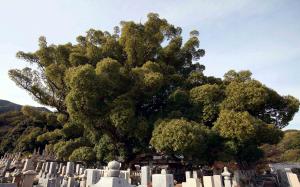 妙勝寺の大クスノキの写真